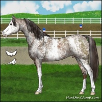 Horse Color:White Spotted Liver Red Dun Varnish Rabicano 