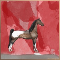 Horse Color:Brown Dun Appaloosa Brindle 