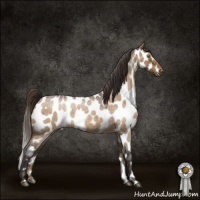 Horse Color:Buckskin Roan Dun Sabino Appaloosa 