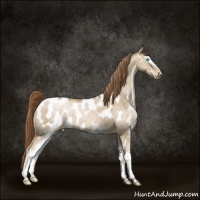 Horse Color:White Spotted Smoky Grullo Pearl Appaloosa Brindle