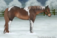 Horse Color:Liver Chestnut Tobiano 