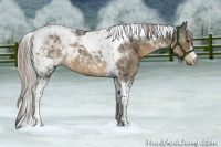 Horse Color:Chocolate Palomino Tobiano 