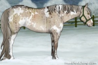 Horse Color:White Spotted Liver Red Dun Mushroom Sabino Brindle