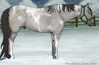 Horse Color:Platinum Liver Red Dun Roan Tobiano