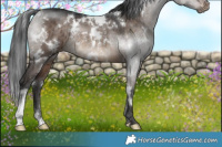 Horse Color:White Spotted Brown Dun Rabicano Brindle 