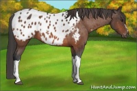 Horse Color:Brown Appaloosa 