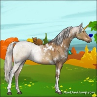 Horse Color:White Spotted Silver Buckskin Dun