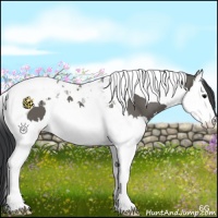 Horse Color:Grullo Splash Tobiano 