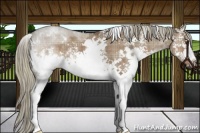 Horse Color:Plaid  White Spotted Liver Red Dun Mushroom 