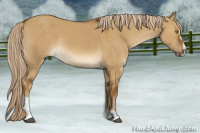 Horse Color:Chocolate Palomino Dun Mushroom Sabino 