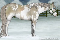 Horse Color:White Spotted Chocolate Palomino Roan Mushroom Splash Rabicano