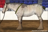 Horse Color:Liver Red Dun Roan Sabino Rabicano 