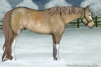 Horse Color:White Spotted Chocolate Palomino Dun 