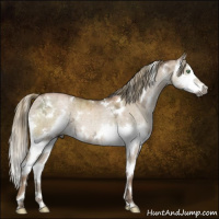 Horse Color:Gray White Spotted Liver Red Dun Ice Pearl Mushroom Sabino Splash Brindle 