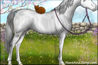 Horse Color:Gray White Spotted Grullo Ice Sabino Rabicano Brindle 
