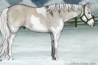 Horse Color:White Spotted Liver Red Dun Mushroom Splash Tobiano