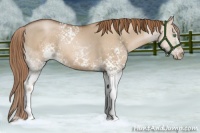 Horse Color:White Spotted Liver Red Dun Pearl Sabino