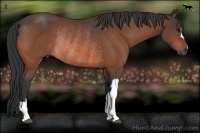 Horse Color:Bay Rabicano 