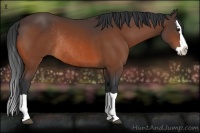 Horse Color:Bay Splash Rabicano 