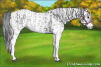 Horse Color:White Spotted Blue Roan Rabicano and Gray White Spotted Blue Roan Rabicano