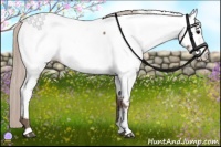 Horse Color:Silver Black Appaloosa 