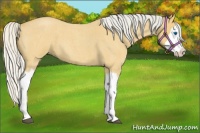 Horse Color:Silver Buckskin Roan Splash 