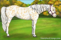 Horse Color:Palomino Appaloosa and Palomino Appaloosa