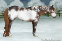 Horse Color:Gray White Spotted Liver Chestnut Sabino Frame Rabicano