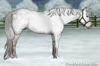 Horse Color:Gray White Spotted Liver Chestnut