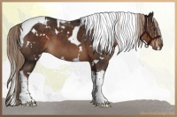 Horse Color:White Spotted Liver Chestnut Tobiano 