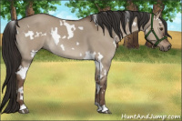 Horse Color:White Spotted Liver Red Dun Rabicano 