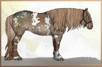 Horse Color:White Spotted Liver Red Dun Brindle 