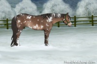 Horse Color:White Spotted Liver Chestnut Sabino Rabicano