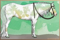 Horse Color:Watercolor Liver Chestnut Splash Tobiano 