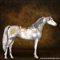 Horse Color:Gray White Spotted Silver Brown Pearl Dun Mushroom Splash 