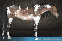 Horse Color:White Spotted Brown Dun Brindle 