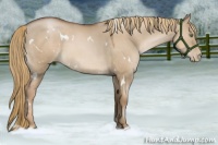 Horse Color:White Spotted Liver Red Dun Pearl 