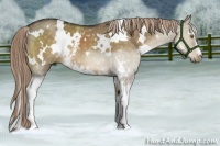 Horse Color:White Spotted Chocolate Palomino Dun 