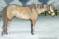 Horse Color:White Spotted Chocolate Palomino Dun Rabicano 