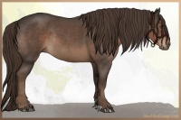Horse Color:Liver Red Roan Rabicano 