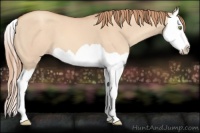 Horse Color:Gold Champagne Dun Splash 