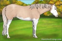 Horse Color:Gold Champagne Roan Splash 