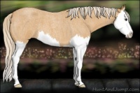 Horse Color:Palomino Roan Splash