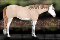 Horse Color:Gold Champagne Roan Splash 