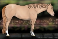 Horse Color:Gold Champagne 