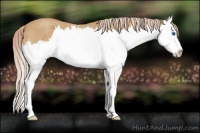 Horse Color:Palomino Roan Splash