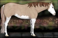 Horse Color:Red Dun Roan Splash