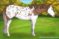 Horse Color:Red Roan Splash Appaloosa 