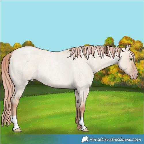 Horse Color:Gold Champagne Roan Dun 