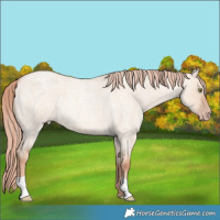 Horse Color:Gold Champagne Roan Dun 